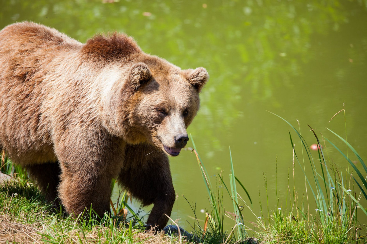 hiking: Things that you need on a hike in Bear country